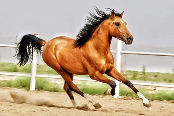  عکس گرانترین اسب ایران