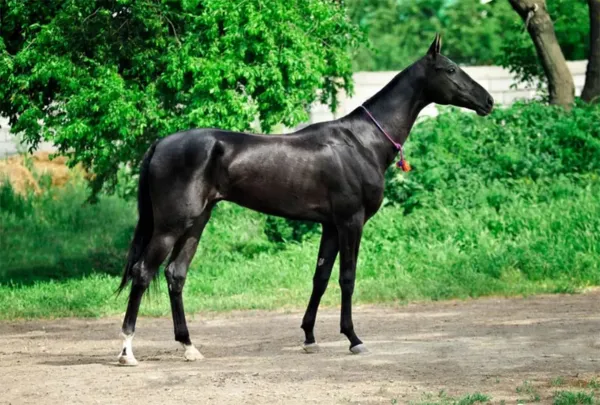  عکس اسب واقعی در ایران
