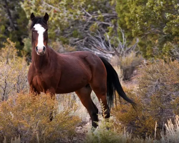  عکس اسب در طبیعت زیبا