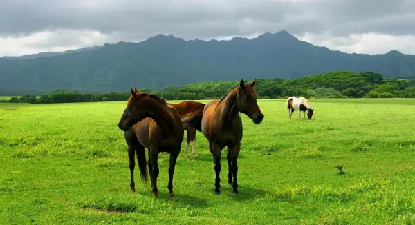  عکس اسب زیبا برای تصویر زمینه