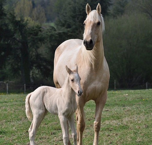  عکس اسب عرب سفید