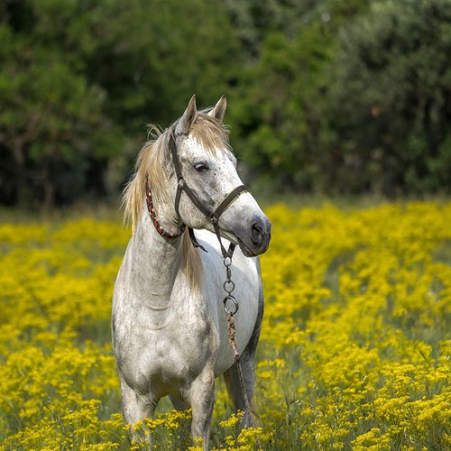  عکس اسب عرب سفید