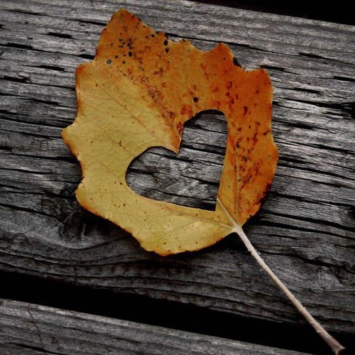  یک عکس عاشقانه بدون متن