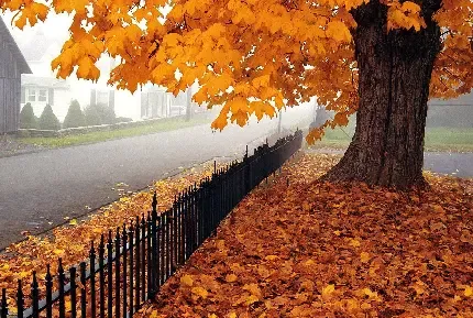  عکس عاشقانه پاییز