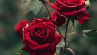  عکس عاشقانه جدید برای پروفایل