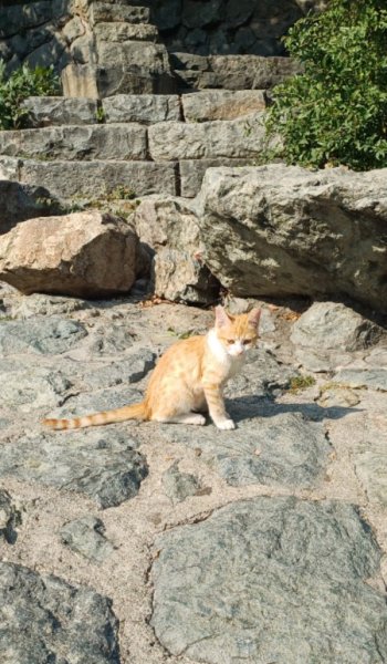  عکس گربه کوچولو