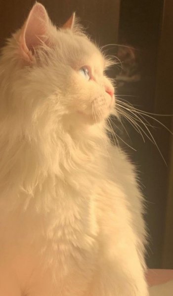  عکس گربه کوچولو