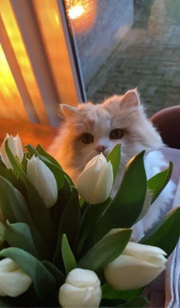  عکس گربه کوچولو