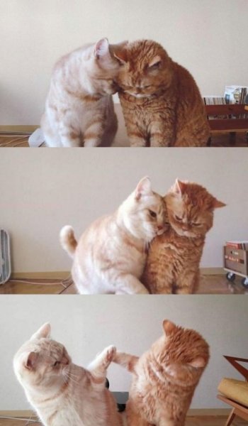  عکس گربه کوچولو