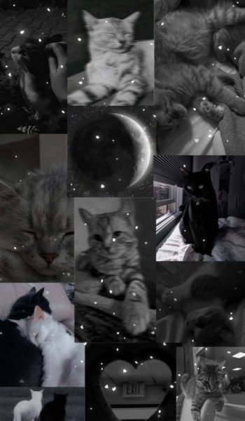  عکس گربه کوچولو