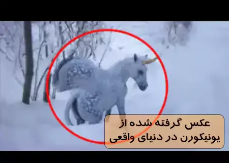 عکس اسب تک شاخ واقعی