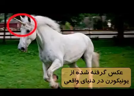  عکس اسب تک شاخ واقعی