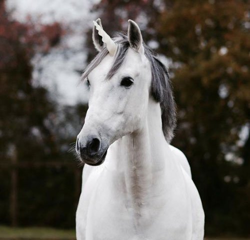  عکس تک شاخ گوگولی