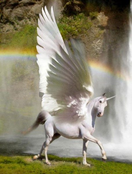  عکس تک شاخ گوگولی