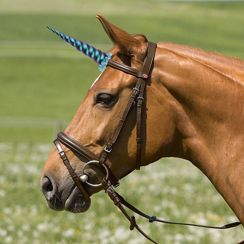  عکس تک شاخ گوگولی