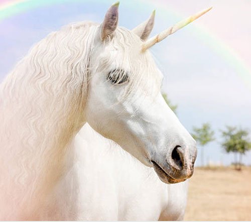  عکس تک شاخ گوگولی