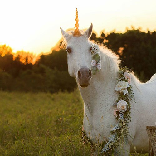  عکس تک شاخ خیلی زیبا