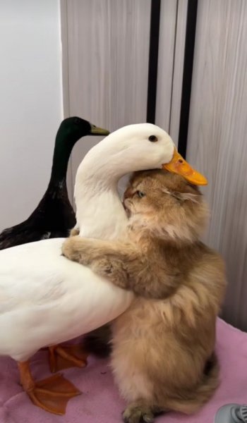  عکس اردک برای پروفایل