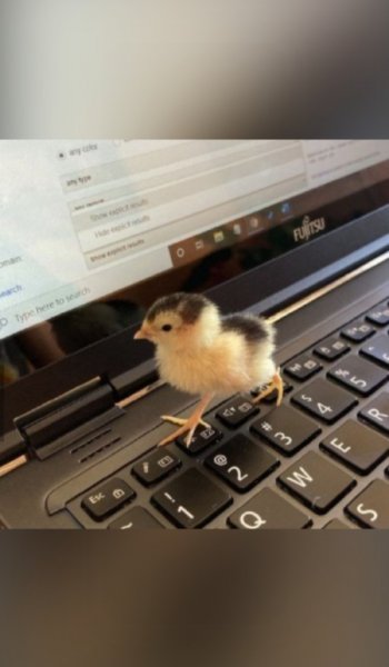  عکس اردک برای پروفایل