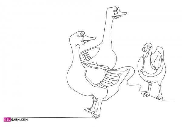  عکس اردک نقاشی