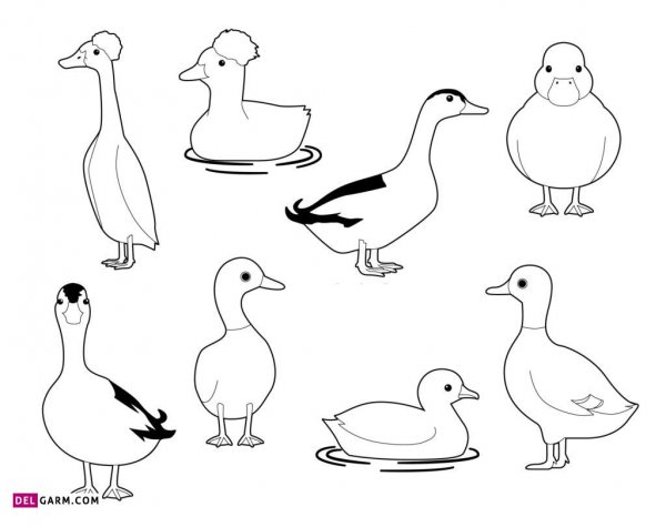  عکس اردک نقاشی