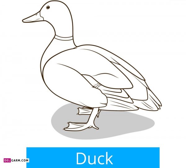  عکس اردک نقاشی