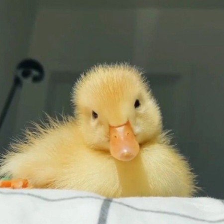  عکس اردک کیوت کارتونی