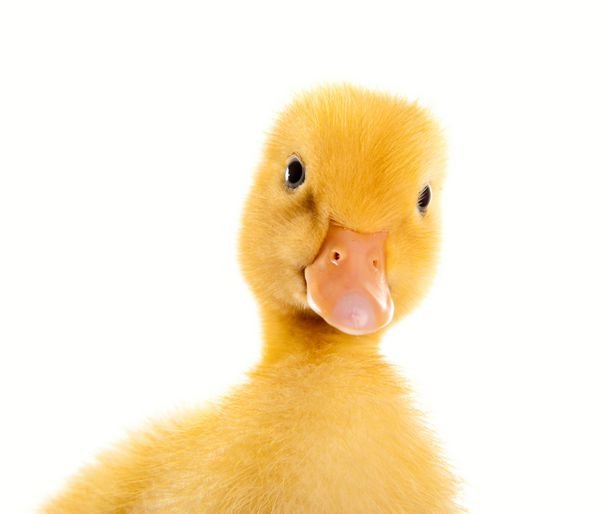 عکس اردک کیوت فاتزی