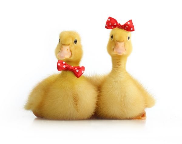  عکس اردک کیوت فاتزی