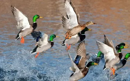  عکس اردک بزرگ