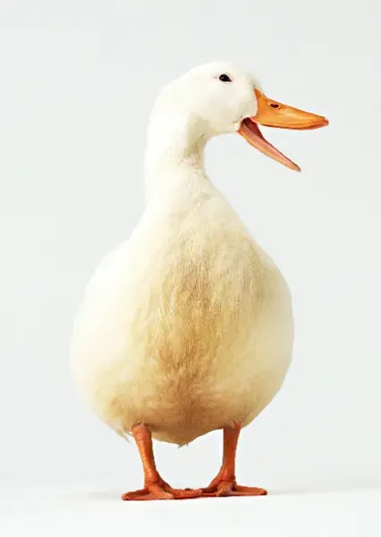  عکس اردک بزرگ