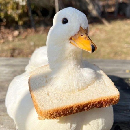  پروفایل اردک گنگ