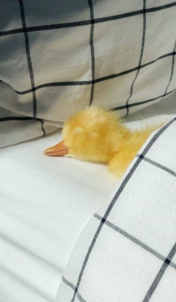  پروفایل اردک گنگ