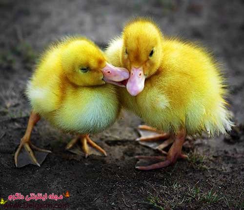  عکس اردک عاشقانه