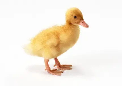  عکس اردک واقعی سفید