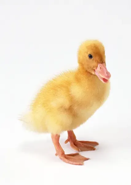  عکس اردک واقعی سفید