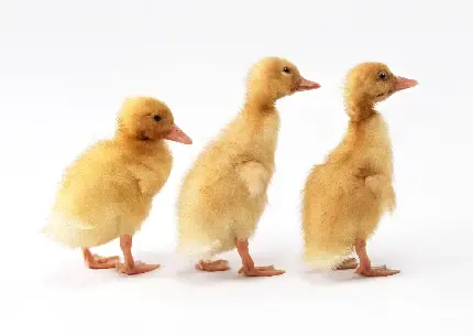  عکس اردک واقعی سفید