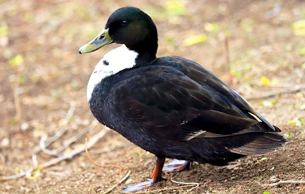  تصاویر انواع اردک