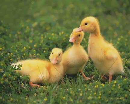  تصاویر انواع اردک