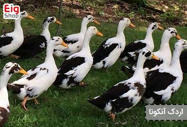 عکس اردک هلندی