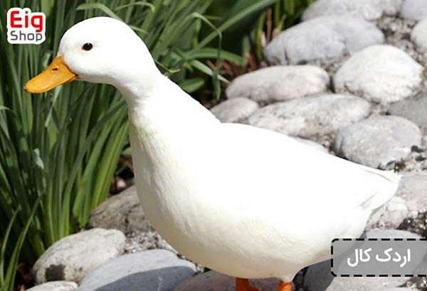  عکس اردک هلندی