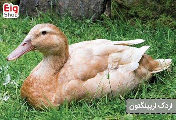  عکس اردک هلندی