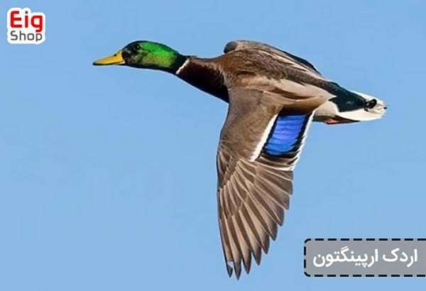  عکس اردک هلندی