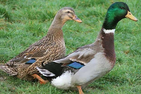  عکس اردک هلندی