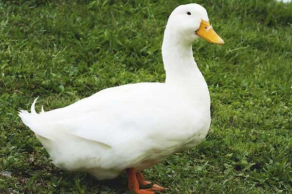  عکس اردک هلندی