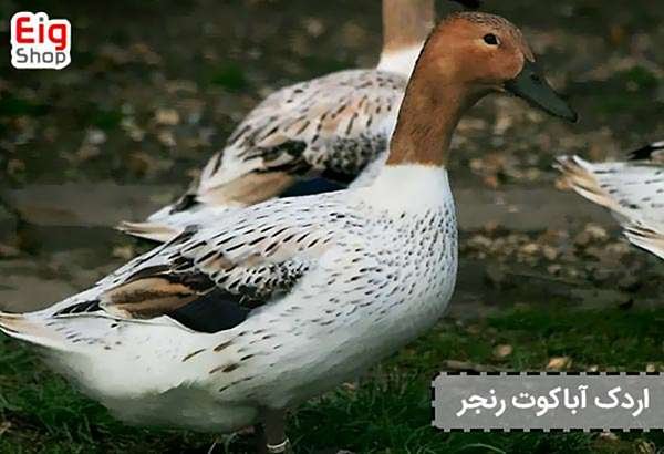  عکس اردک هلندی