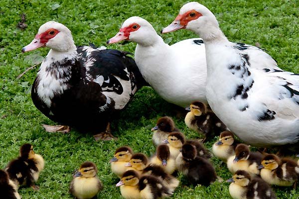  عکس اردک هلندی