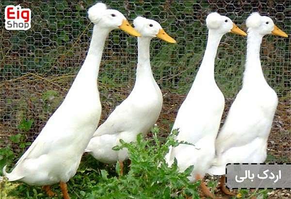  عکس اردک هلندی