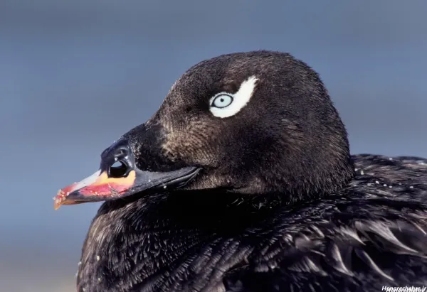 عکس اردک سیاه