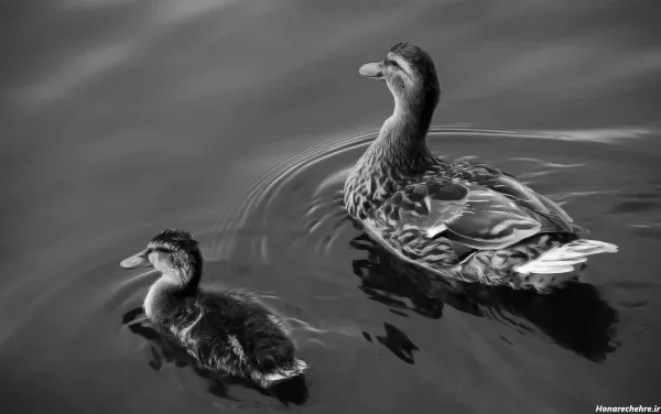  عکس اردک سیاه